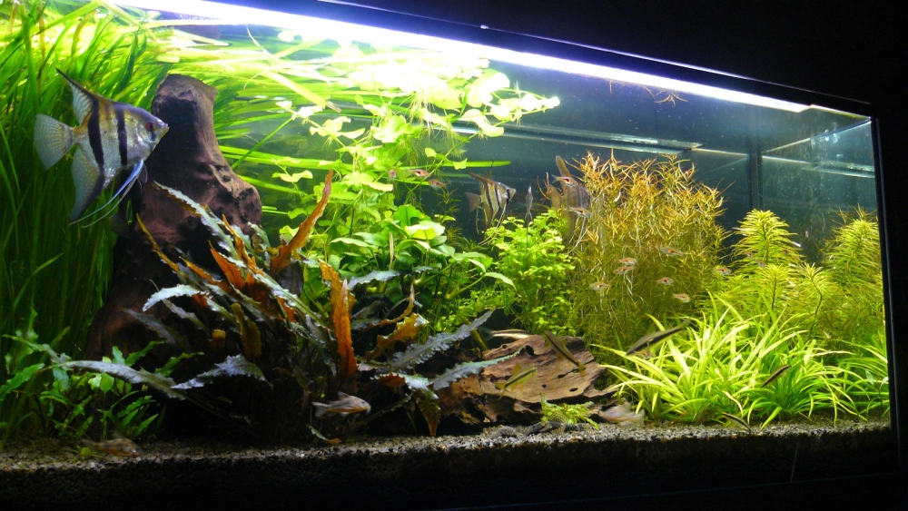 Sự tương phản giữa sỏi trắng và cát nền màu đen trong trang trí