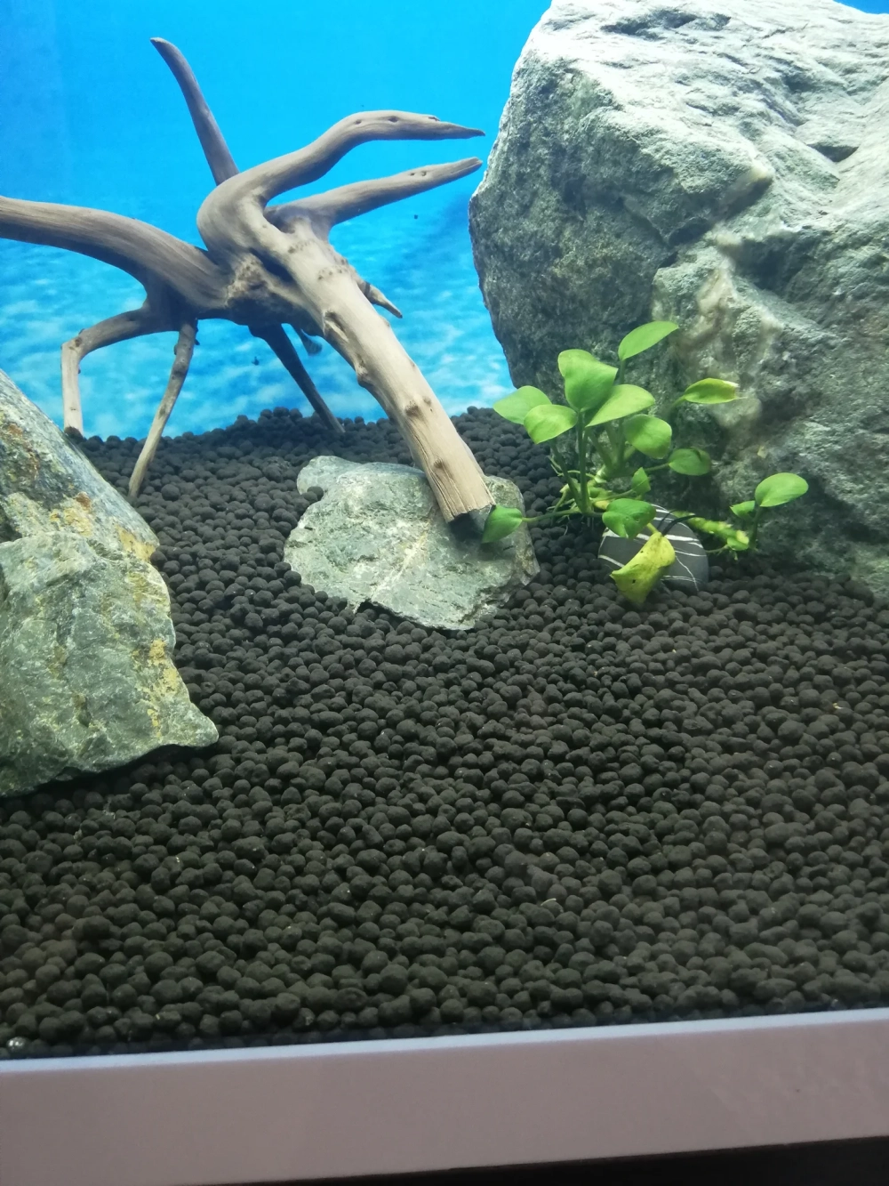 Bể thủy sinh sử dụng cát nền màu đen làm nổi bật cây xanh