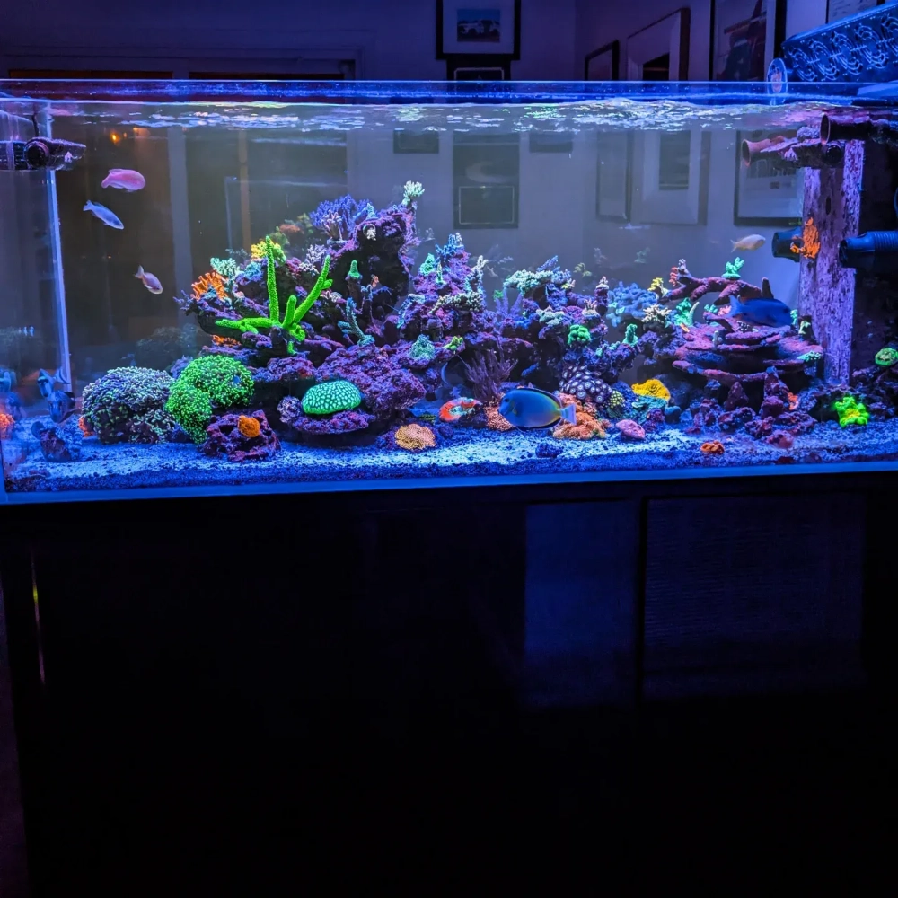 Trang trí bể cá biển giả lập bằng cát trắng và san hô