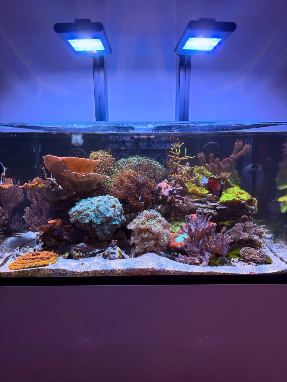 Bể cá thủy sinh sử dụng cát trắng mịn tạo dòng suối nhỏ