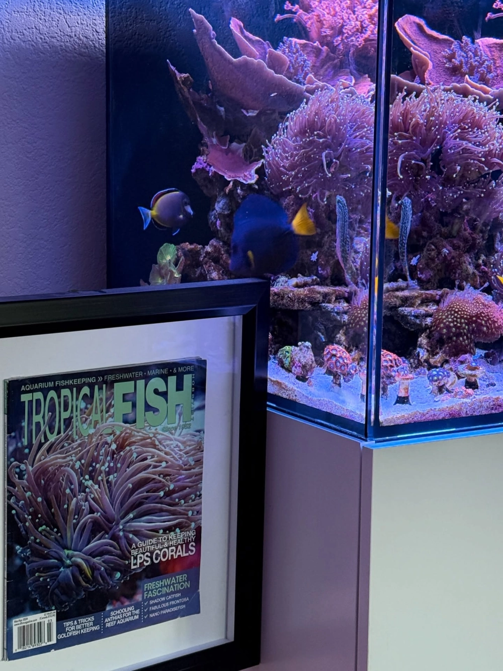 Hồ cá vàng sinh động với nền cát trắng và phụ kiện trang trí