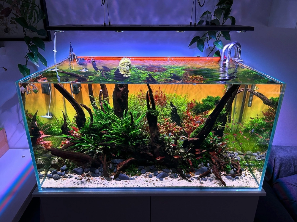 Hình ảnh cá neon bơi lội trên nền cát trắng lấp lánh