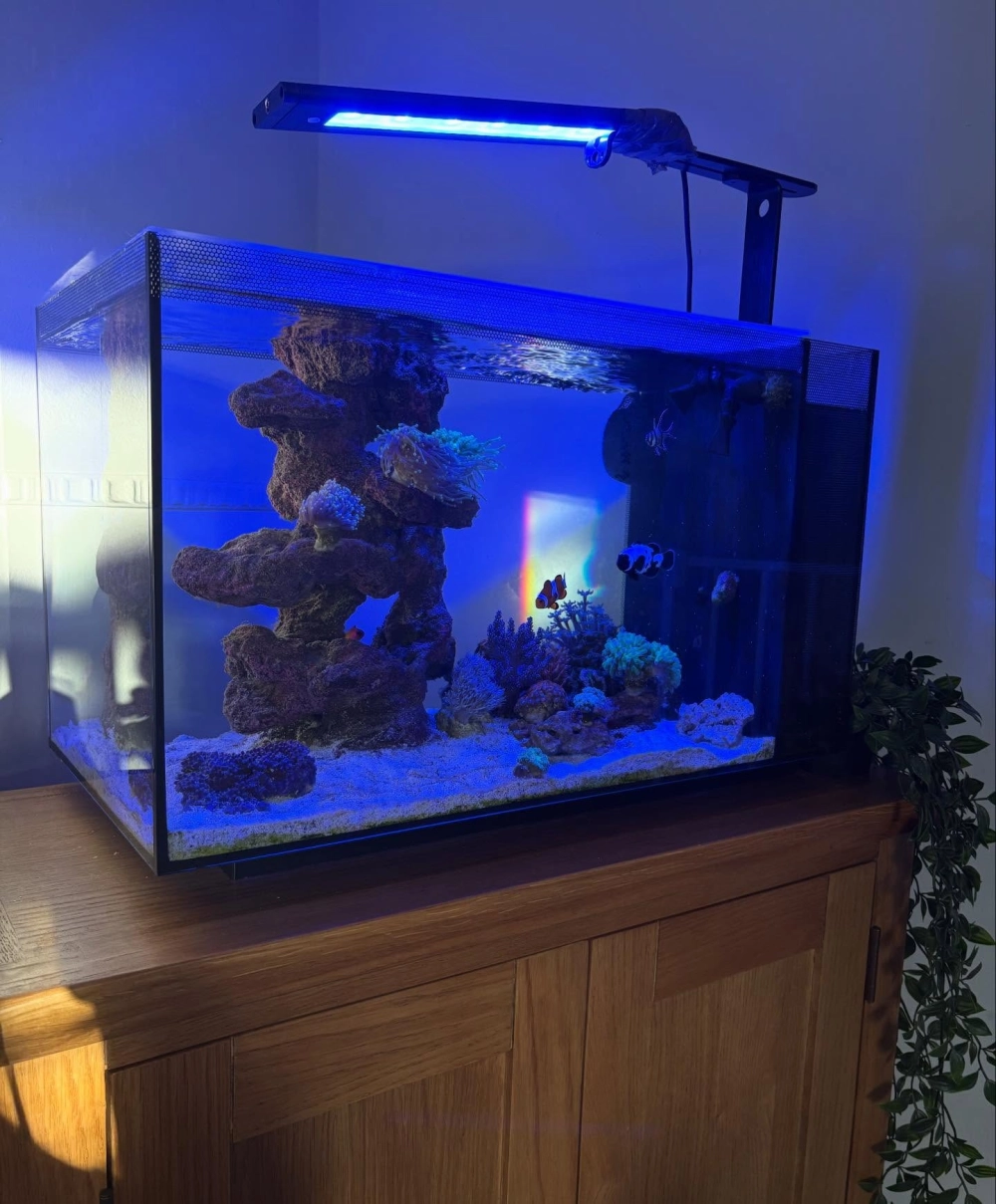 Bố cục đá iwagumi nổi bật trên nền cát trắng sạch sẽ