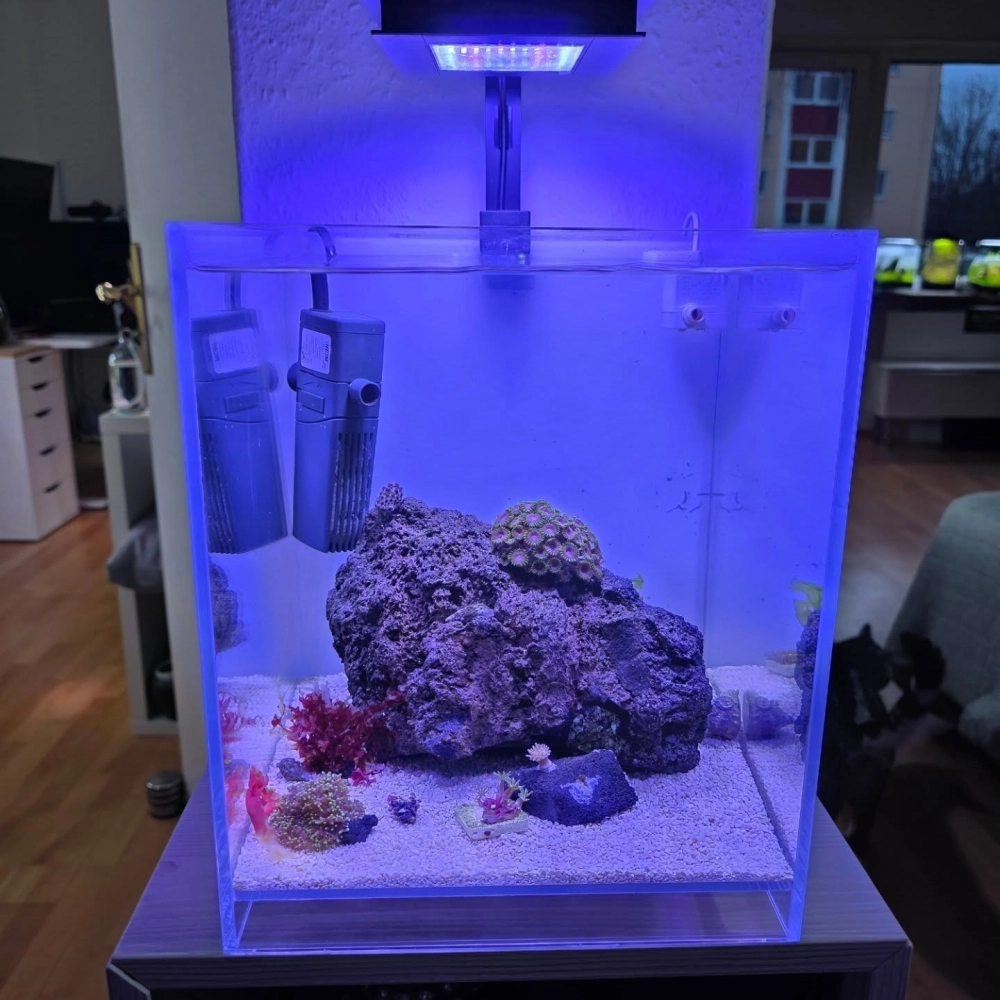 Phối cảnh bể cá biotop với lớp cát trắng trải nền tinh khôi