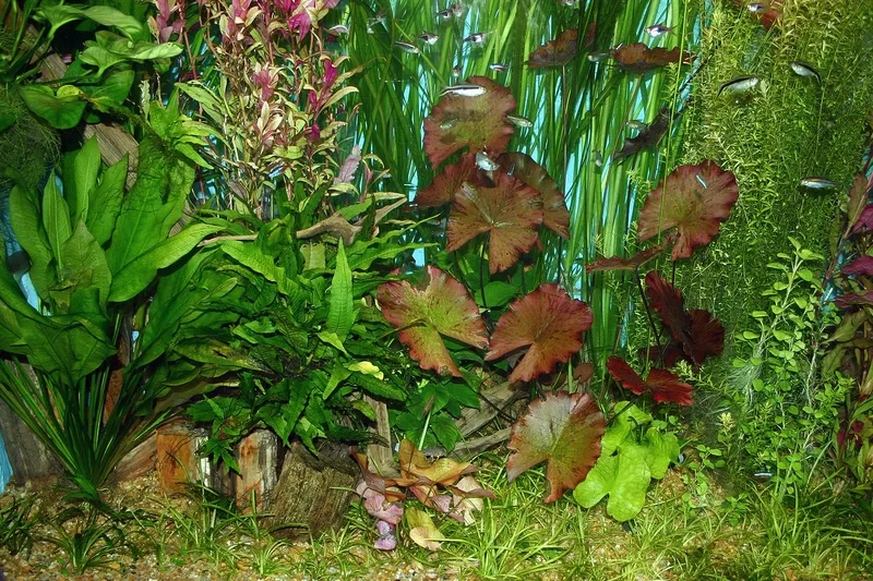 Top những loại cây cắt cắm mọc nhanh nhất