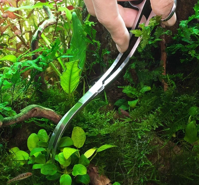 Sắc xanh từ cây lệ nhi cắt cắm mượt