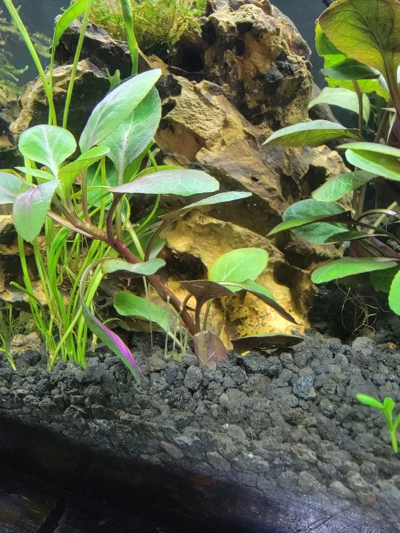 Sắc đỏ của cây tân đế tài cắt cắm rực