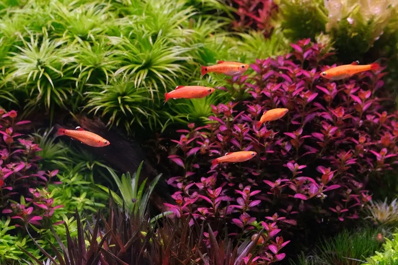 Mua sắm mẫu combo cây cắt cắm đẹp