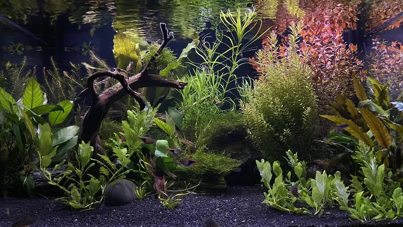 Bài trí cây cắt cắm hậu cảnh xanh mướt