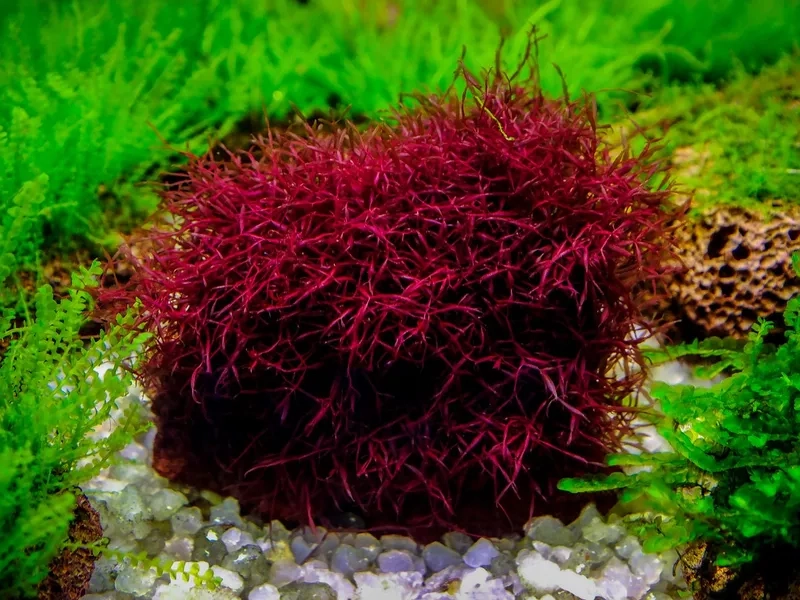 Cận cảnh cây luân thảo đỏ xanh