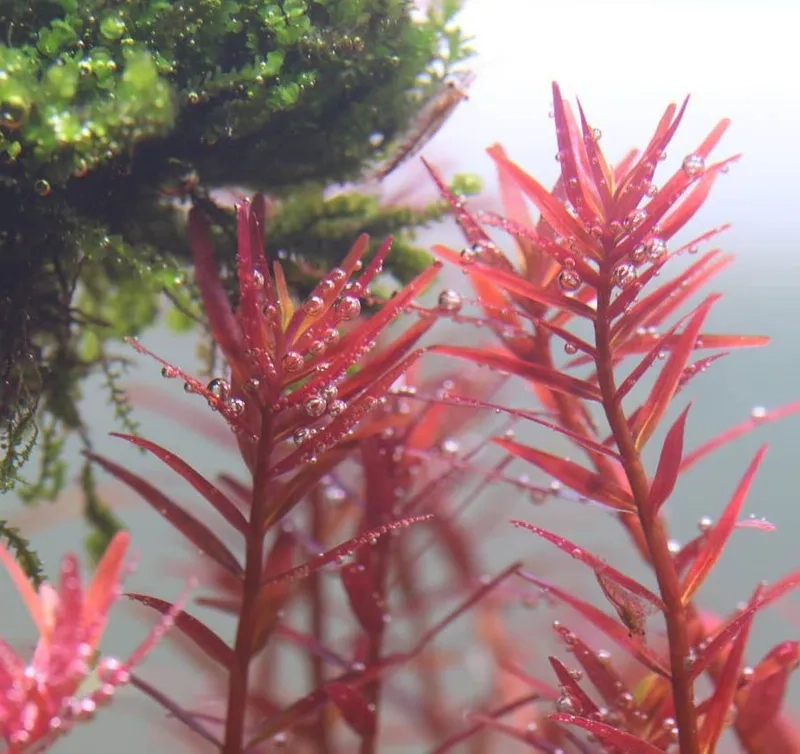 Giải đáp tại sao cây đỏ bị xanh lá