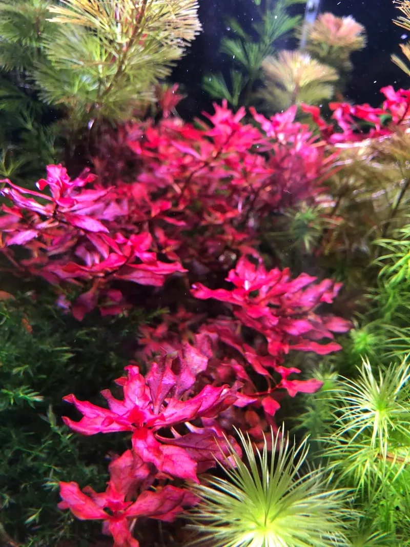 Mẫu cây thủy sinh đỏ dễ trồng nhất