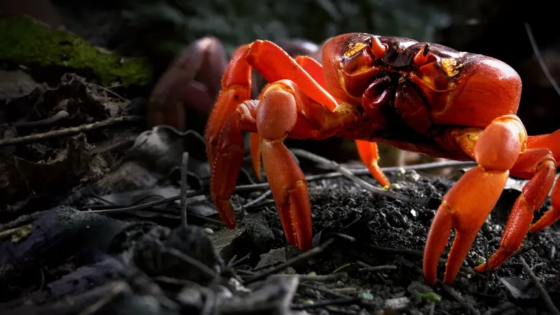 Tìm hiểu về đa dạng các loại cua kiểng hiếm có