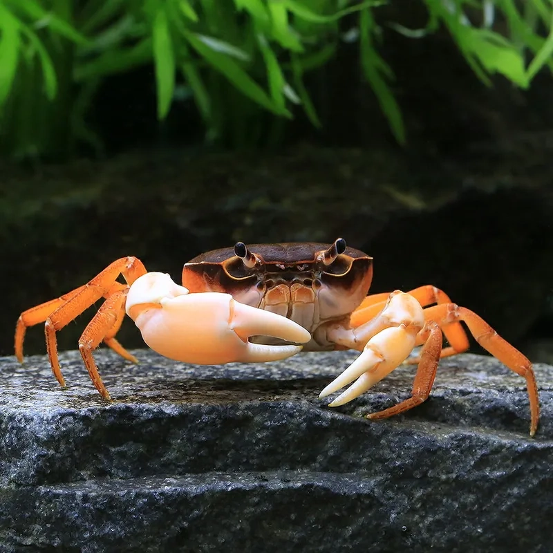 Hướng dẫn chi tiết cách nuôi cua kiểng hiệu quả