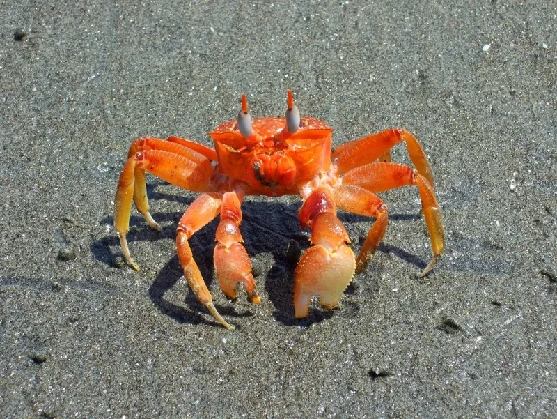 Thưởng thức cua kiểng nước ngọt độc đáo và hiếm