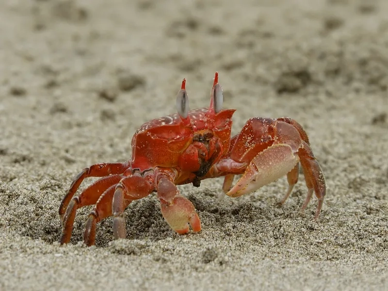 Chiêm ngưỡng hình ảnh cua kiểng cute cực đáng yêu