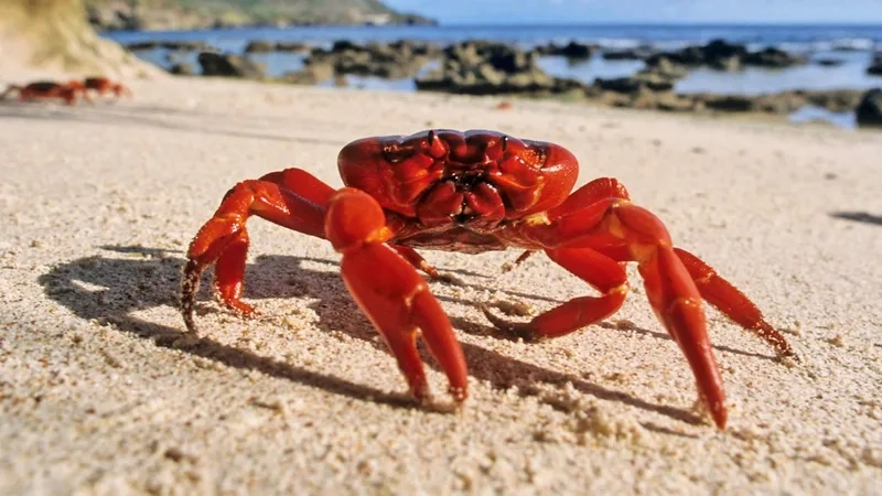 Tìm hiểu cua kiểng sống được bao lâu để chăm nuôi