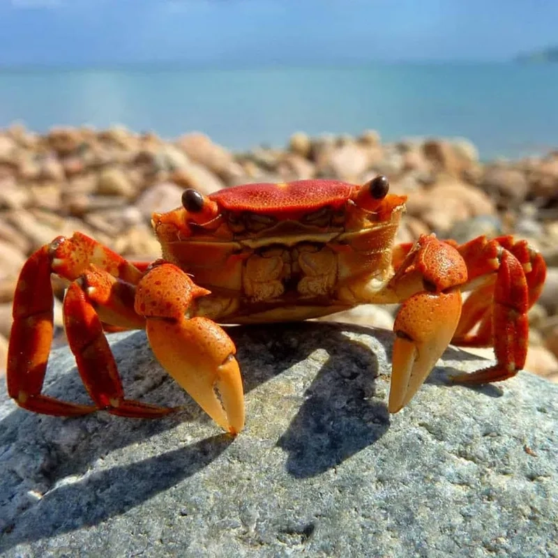 Khám phá bí quyết cua kiểng có kẹp không khi nuôi