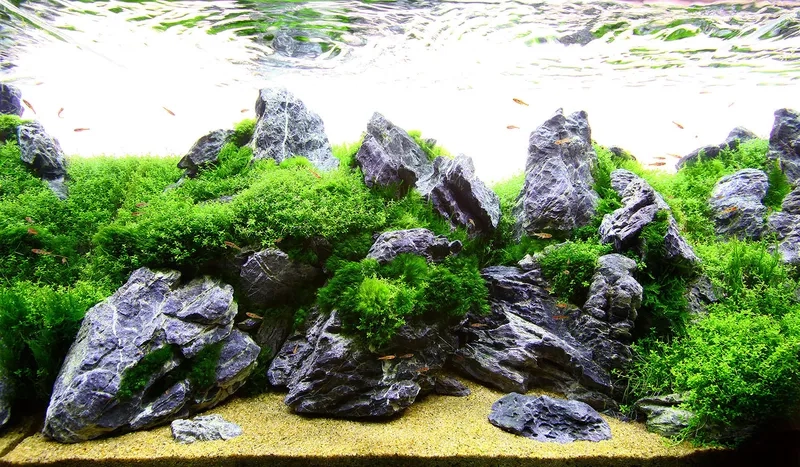 Quy trình setup hồ đá kẹp kem nhanh