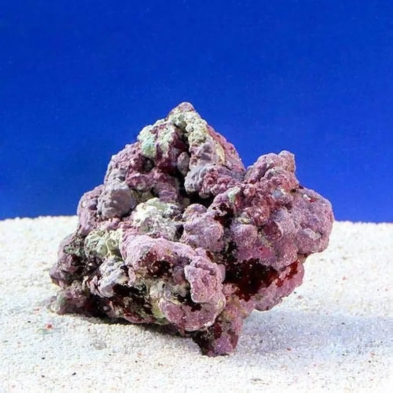 Thưởng thức ảnh đá sống HD sắc nét từng chi tiết