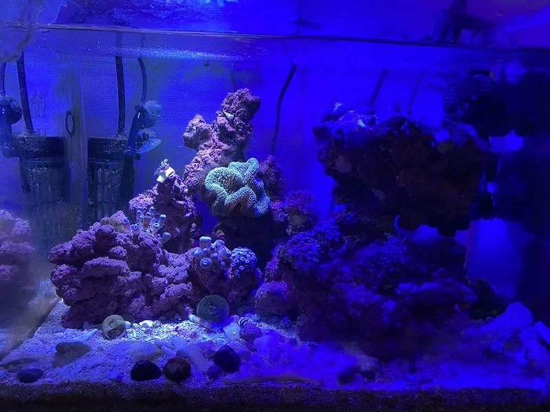 Hướng dẫn setup đá sống đơn giản cho bể nhà bạn