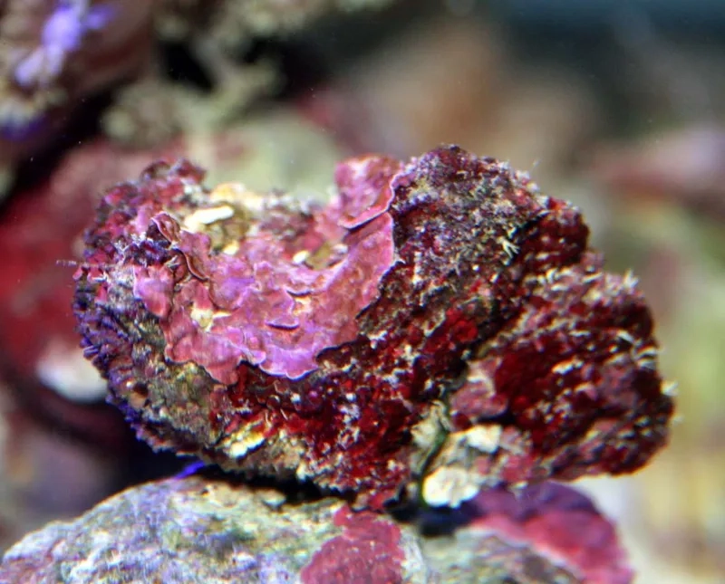 So sánh giá đá sống để mua đúng loại chất lượng