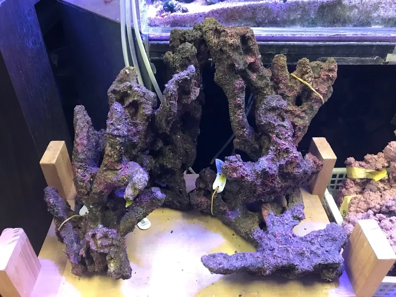 Thưởng thức ảnh đá sống đẹp rực rỡ từng góc bể