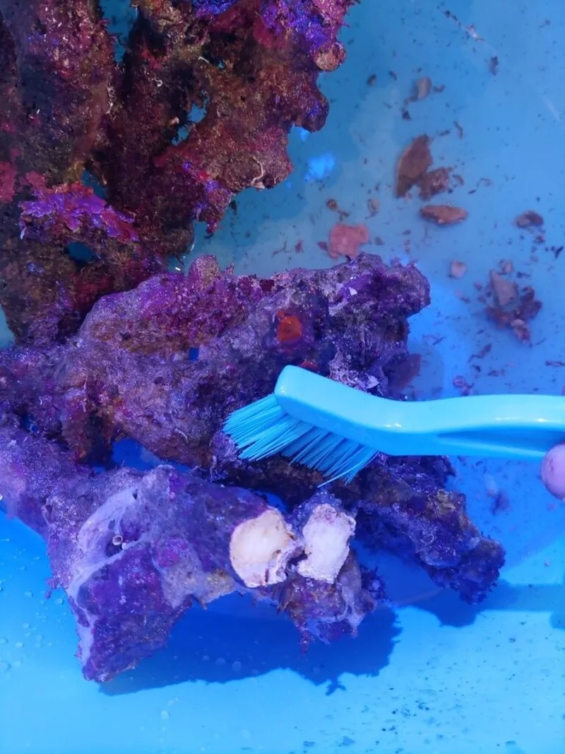 Chiêm ngưỡng hình đá sống 4K sắc nét và rực rỡ