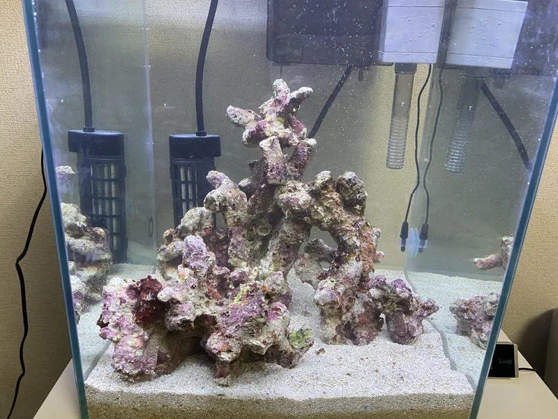 Đặc điểm của đá sống tinh tế cho bể cá biển