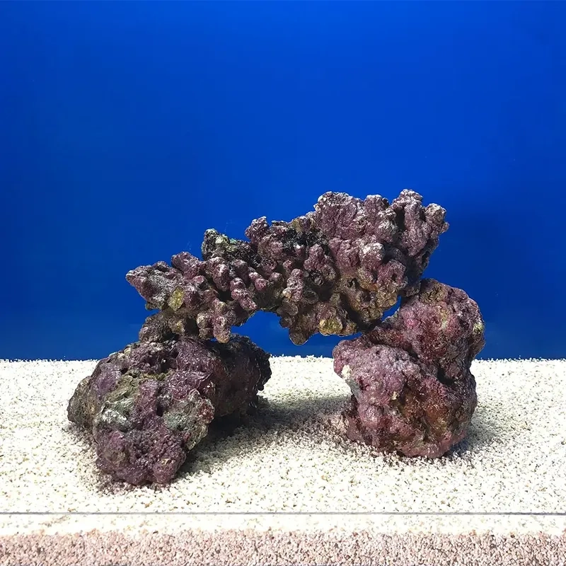 Ngắm hình đá sống đẹp nhất nổi bật mọi góc nhìn