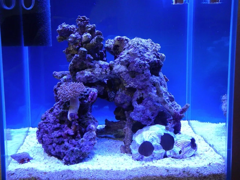 Nhanh tay mua đá sống chất lượng cho bể thủy sinh