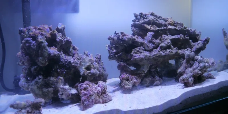 Thưởng thức ảnh đá sống Việt Nam sinh động và tự nhiên