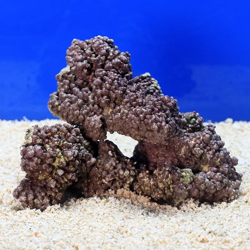 Ngắm ảnh đá sống cảnh tuyệt đẹp như đại dương thu nhỏ