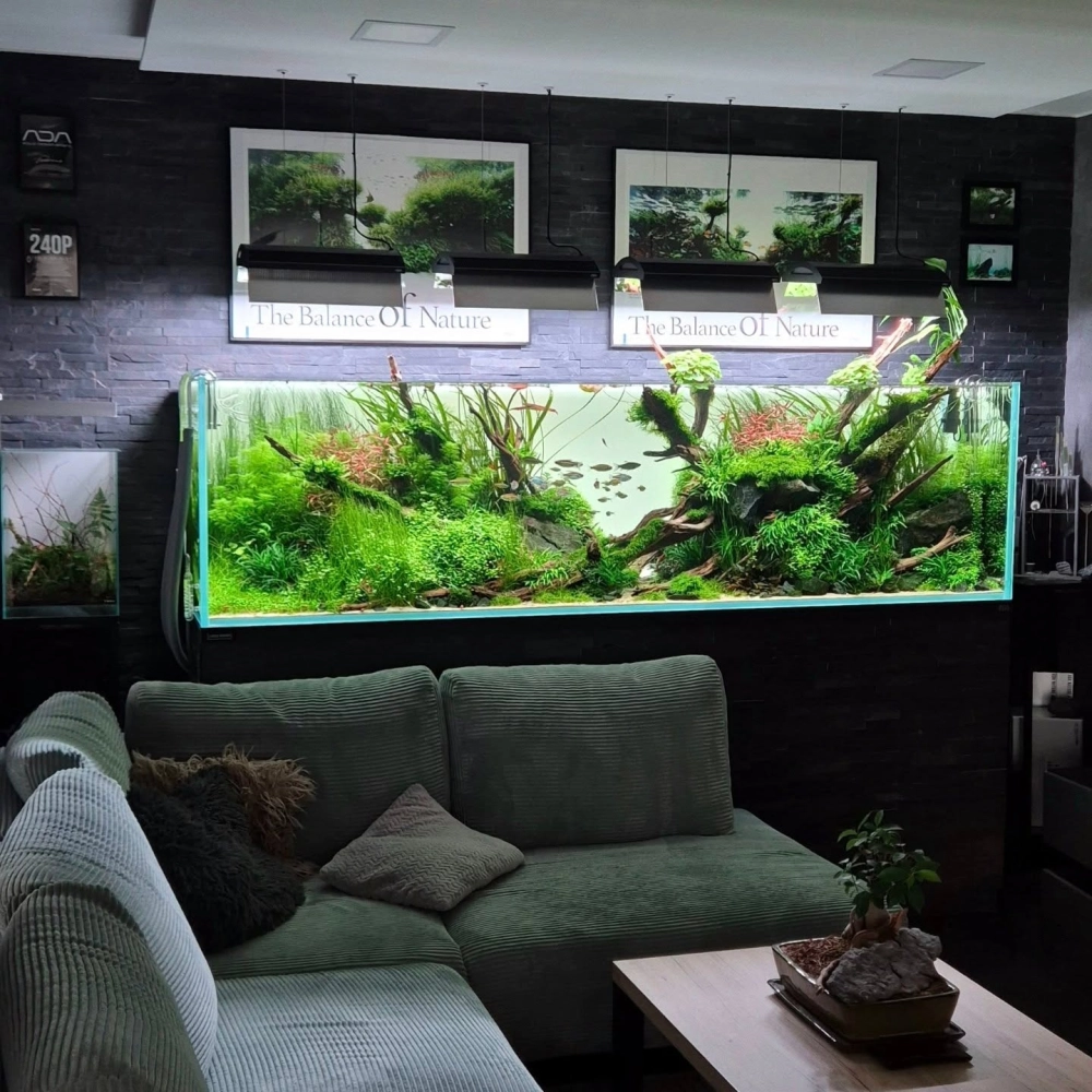 Cách sắp xếp đá cuội nhỏ dưới đáy bể cá cảnh