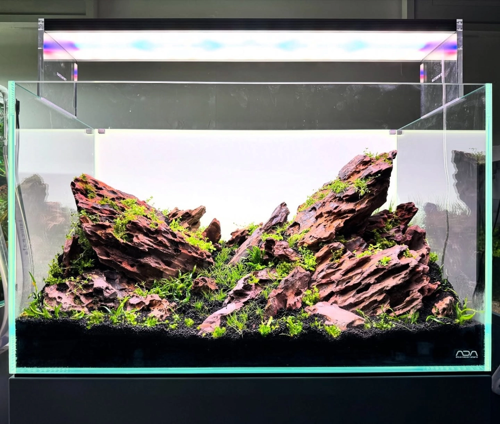 Kỹ thuật gắn rêu lên đá trang trí bể cá đơn giản