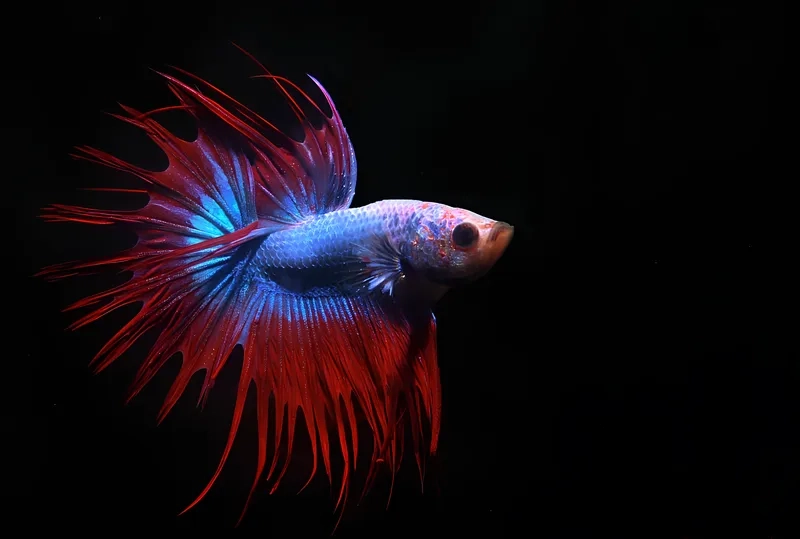 Tìm hiểu môi trường sống cá xiêm phù hợp