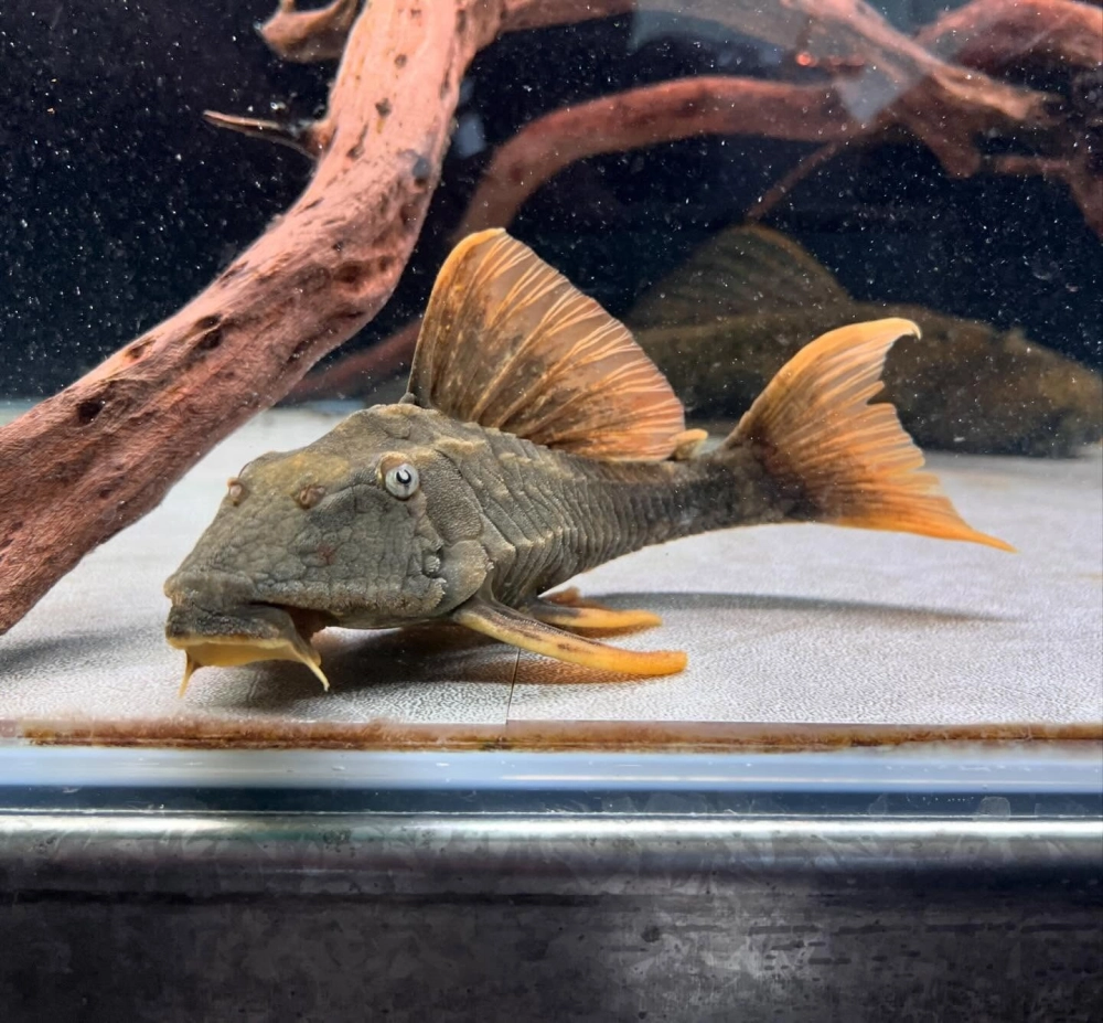 Sự kết hợp hoàn hảo giữa cá Rồng và các loại cá phụ kiện