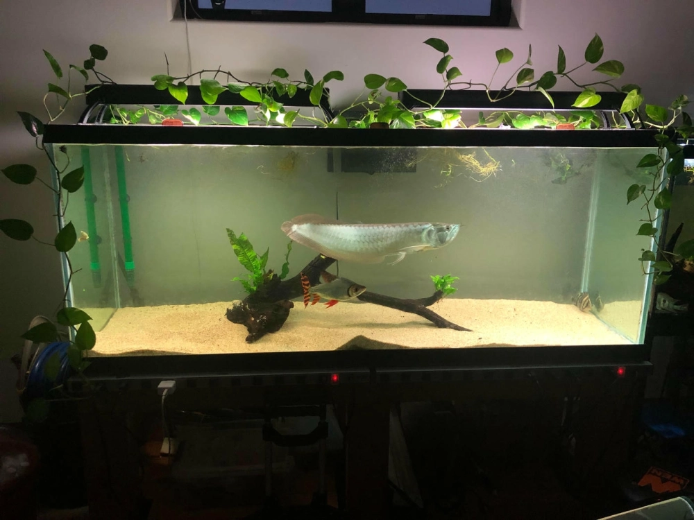 Góc nhìn từ trên cao của một hồ cá Rồng được decor tỉ mỉ