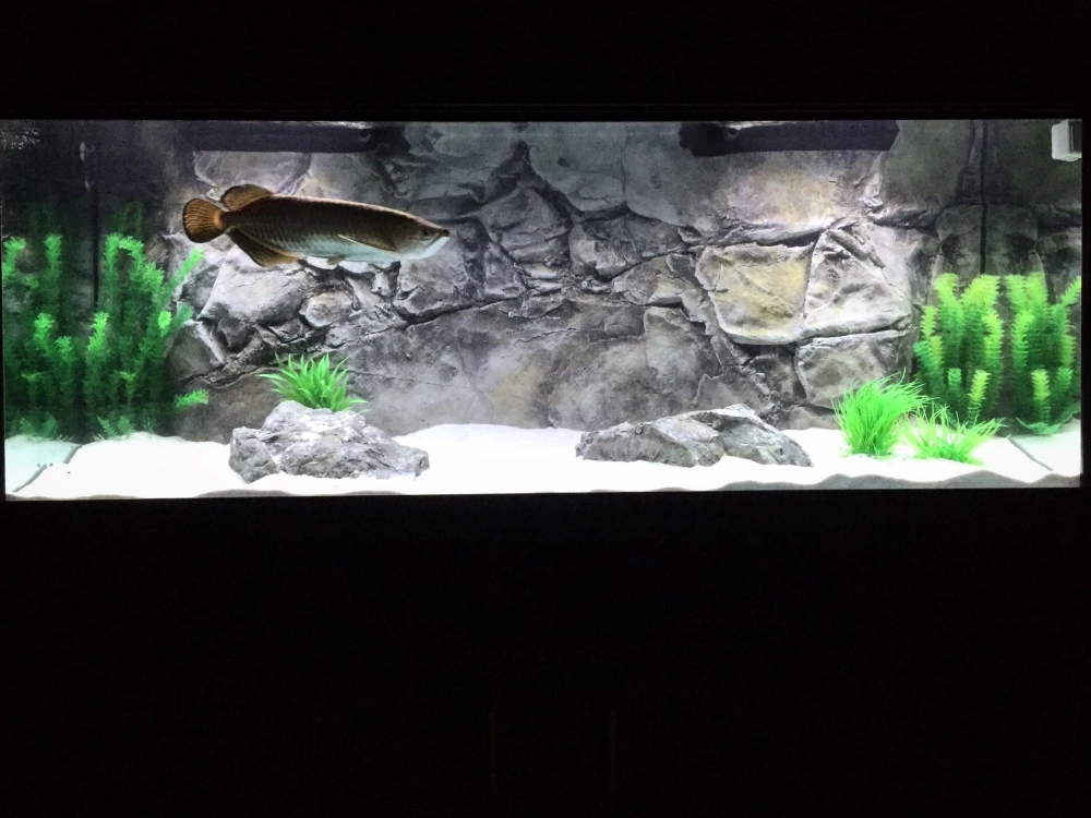 Mẫu bể cá Rồng âm tường tiết kiệm diện tích và hiện đại