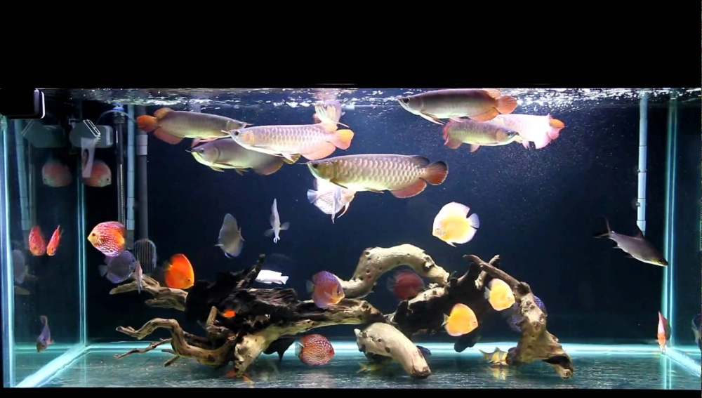 Không gian decor bể cá Rồng kết hợp cây thủy sinh xanh mát