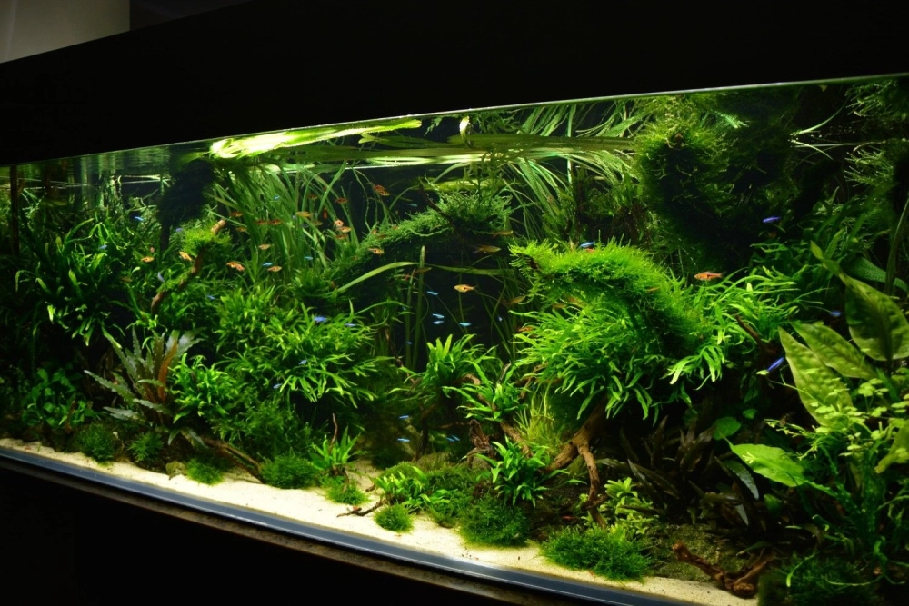 Tranh 3D chiều sâu giúp không gian bể cá Rồng rộng mở