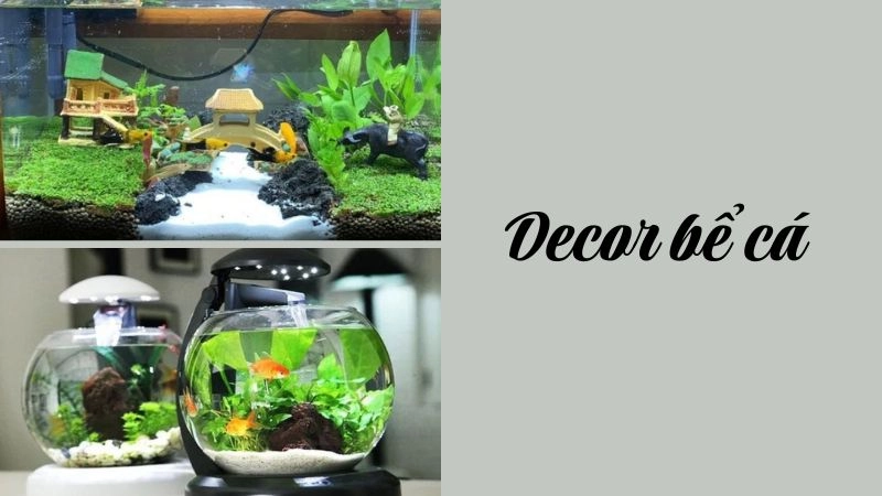 Các trường phái Decor bể cá thịnh hành
