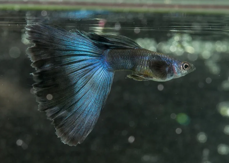 Mua cá bảy màu ở đâu uy tín giá hợp lý