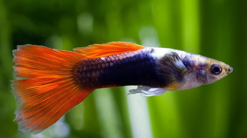 Cá bảy màu đuôi quạt xòe đẹp khi bơi