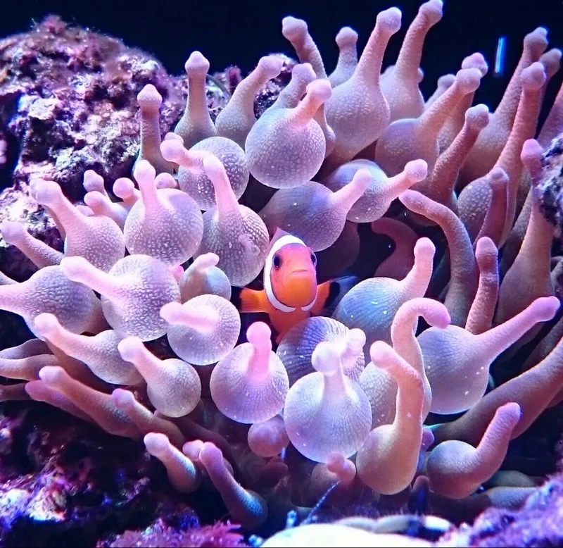 Khám phá ảnh Hải Quỳ rực rỡ và sinh động