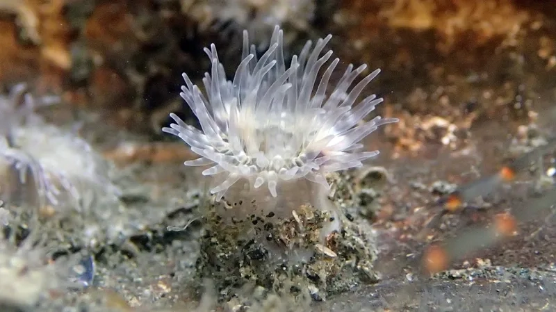 Ngắm ảnh hải quỳ đẹp mê hoặc mọi ánh nhìn