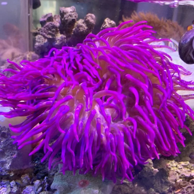 Chiêm ngưỡng hải quỳ đẹp sống động như thật