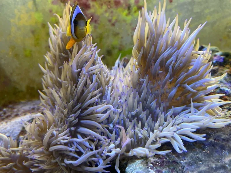 Khám phá ảnh hải quỳ Việt Nam sinh động tự nhiên