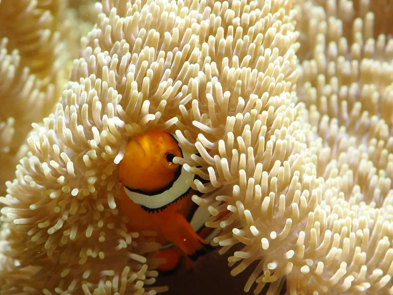 Chiêm ngưỡng ảnh hải quỳ 4K sắc nét và sống động