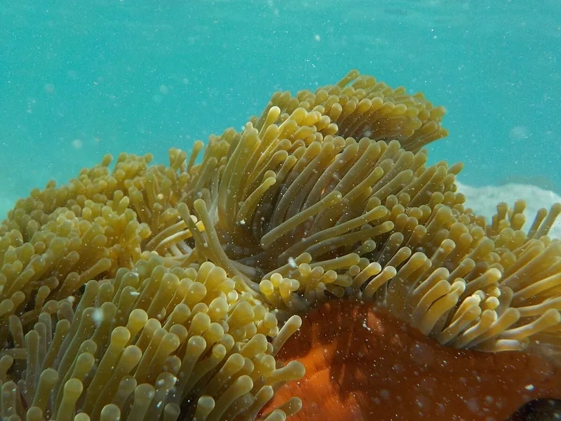 Nhanh tay mua hải quỳ chất lượng cho bể thủy sinh